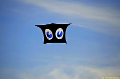 Venice kite festival_0158